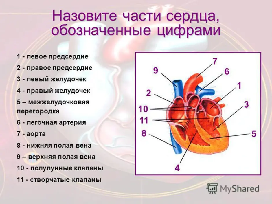 Где находится левый желудочек сердца у человека фото
