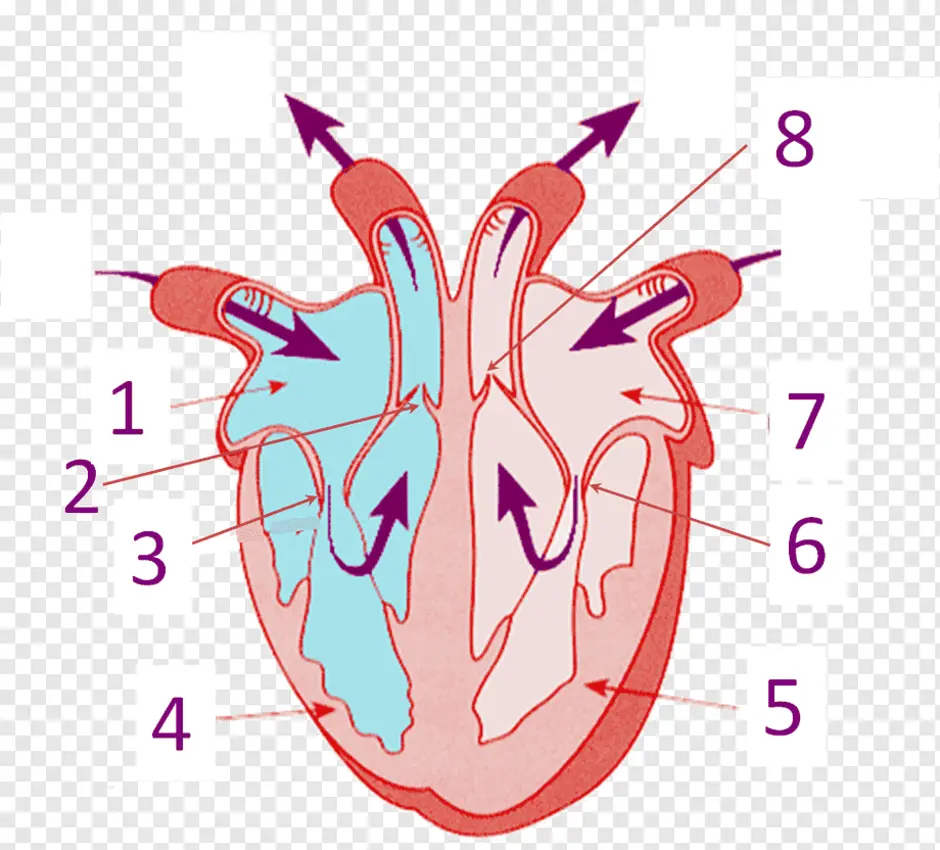 Строение сердца человека рисунок без подписей 8 класс