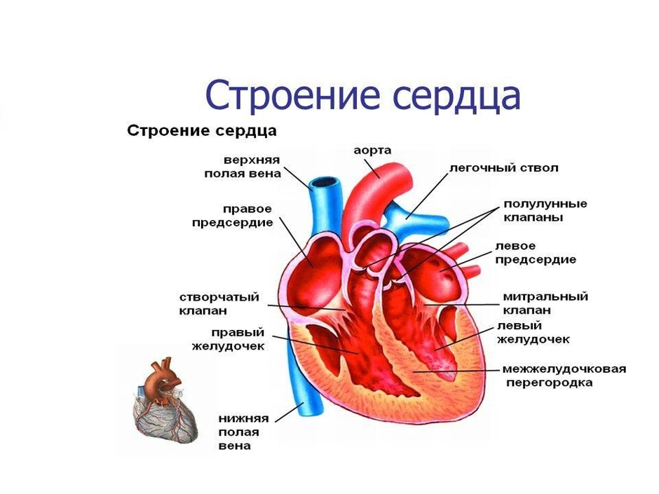 Какой цифрой на рисунке обозначена камера сердца в которую кровь поступает из большого круга