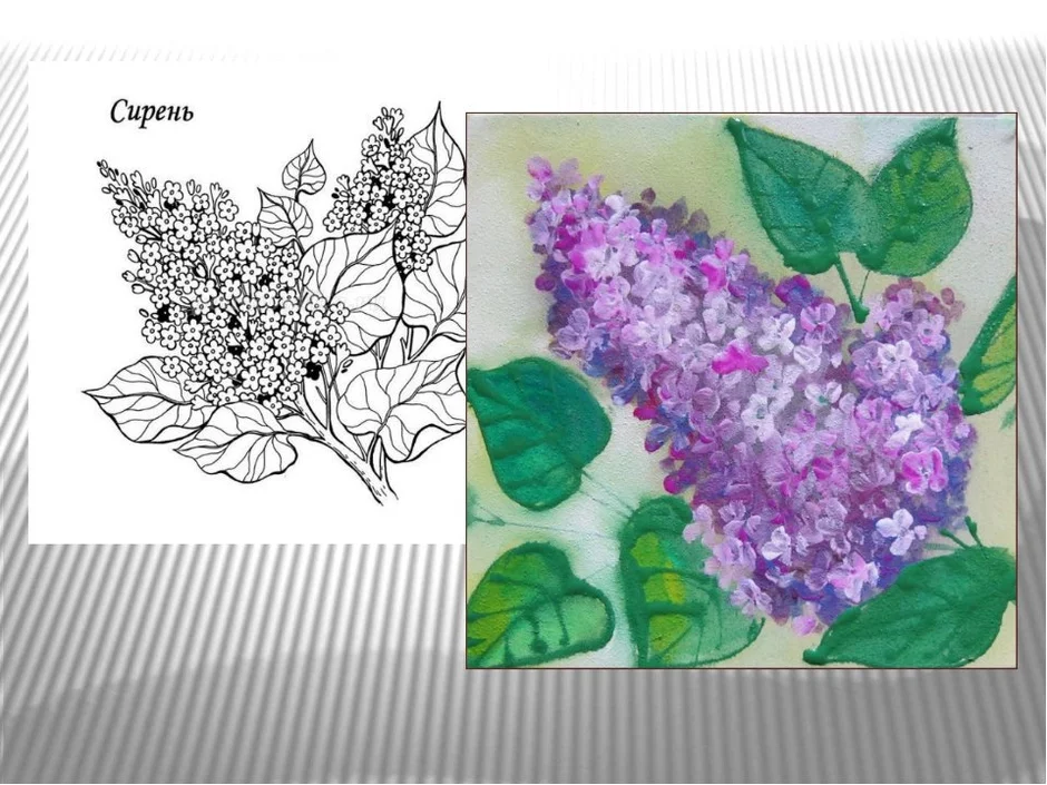 Картинка сирени рисунок