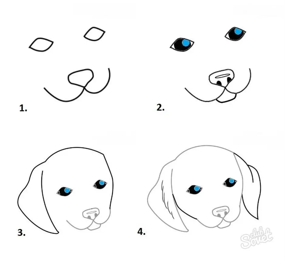 Рисуем собаку с детьми. Уроки рисования собак. Поэтапное рисование собаки. Этапы рисования собаки для детей. Схема рисования собаки для детей.