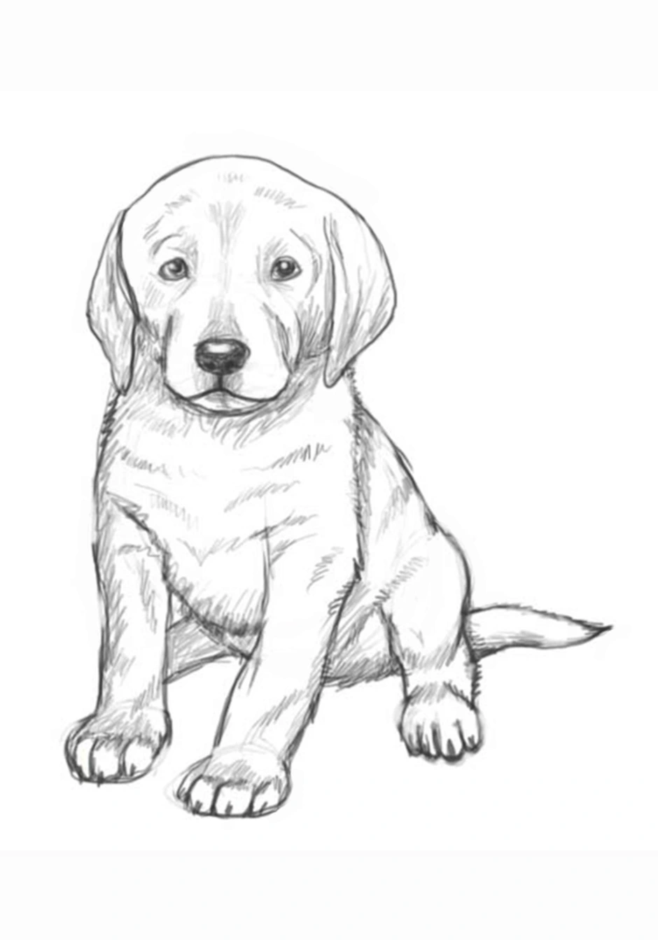 Нарисовать собаку карандашом легко и красиво. Раскраска щенок лабрадор щенки. Рисунок собаки для срисовки. Рисунки собак для срисовки лёгкие. Рисунок щенка для срисовки.