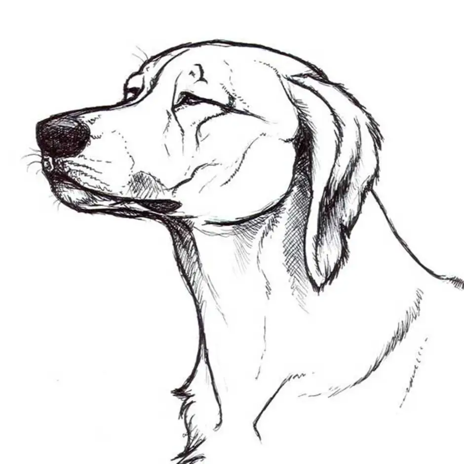 Нарисовать собаку карандашом легко и красиво. Собака рисунок карандашом. Рисунок собаки для срисовки. Рисунок собаки карандашом для срисовки легкие. Рисунок собачки для срисовки.