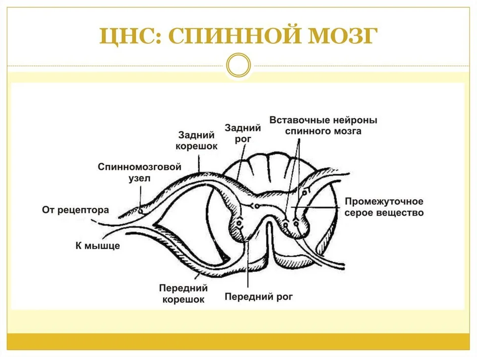 Строение спинного мозга 8 класс биология рисунок