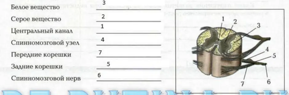 Спинной мозг 8 класс биология рисунок