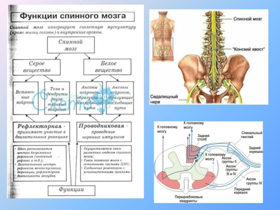 Спинной мозг картинка егэ