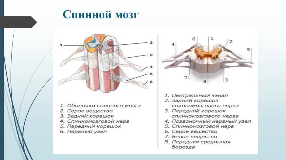 Спинной мозг 8 класс биология рисунок