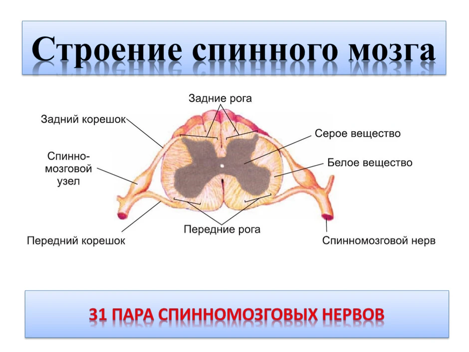 Нарисовать спинной мозг