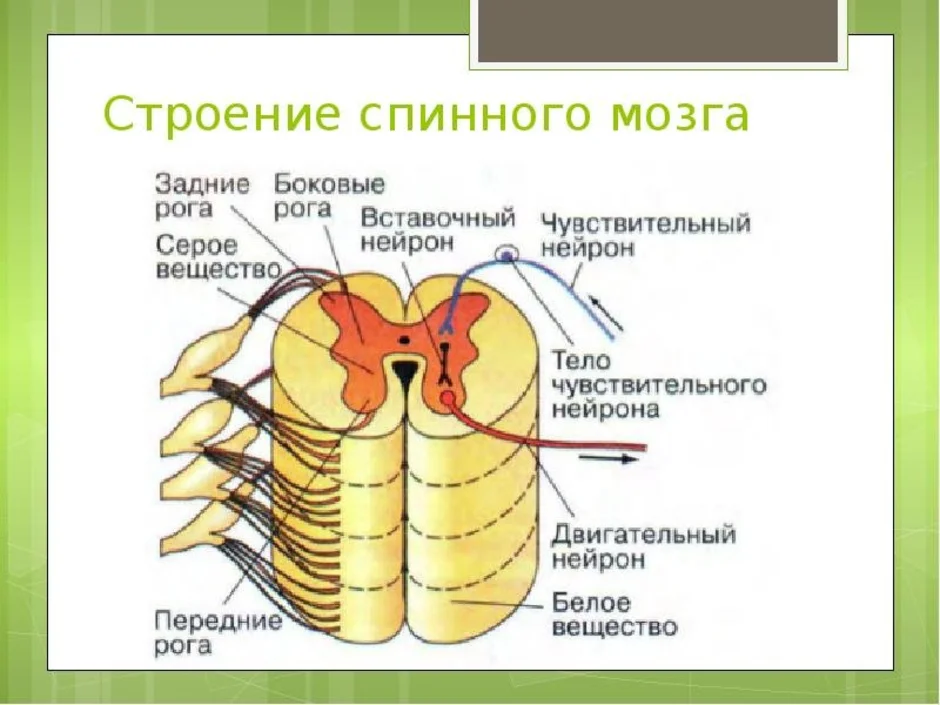 Спинной мозг 8 класс биология рисунок