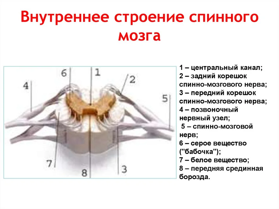 Спинной мозг 8 класс биология рисунок