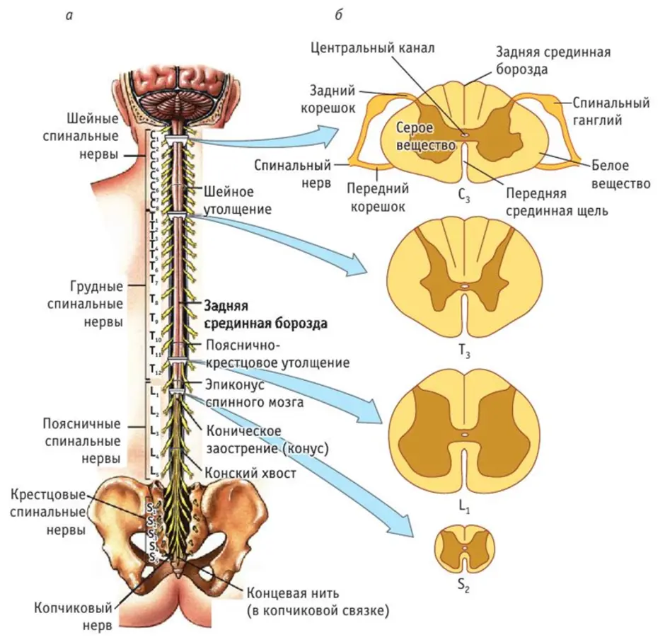 Спинной мозг чувствительный. Строение спинного мозга отделы. Строение спинного мозга человека схема. Внутреннее строение спинного мозга анатомия схема. Строение спинного мозга борозды.