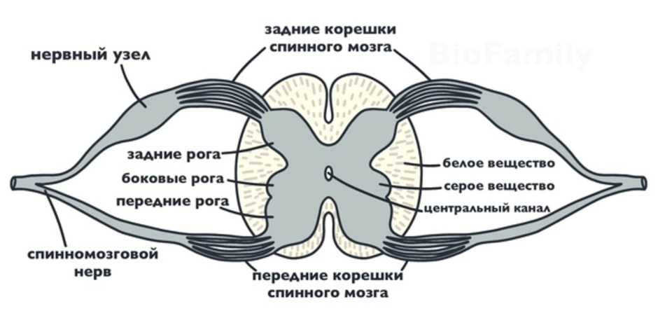 Рисунок спинного мозга с обозначениями