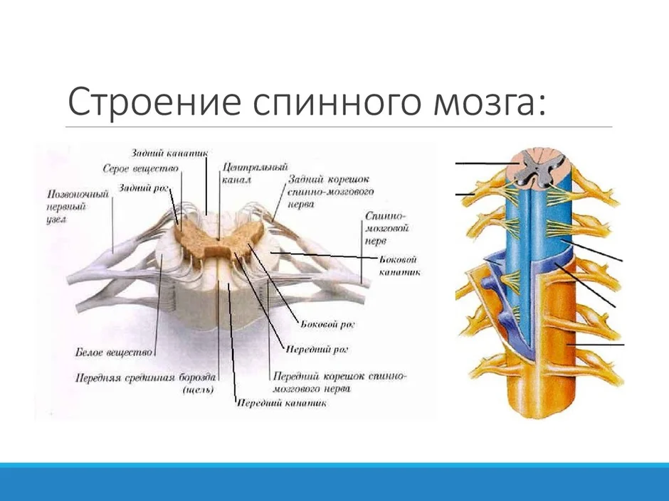 Спинной мозг в позвоночном канале рисунок 123