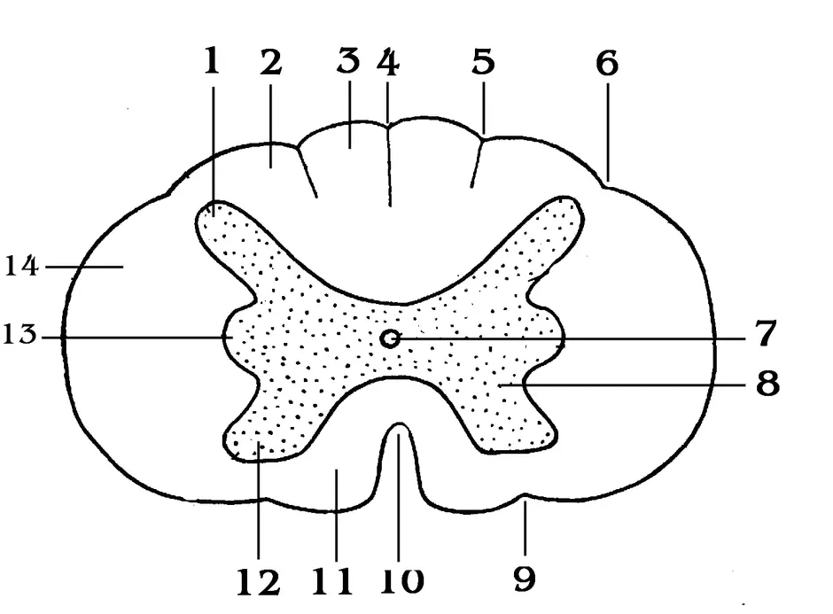 Строение сегмента спинного мозга рисунок с обозначениями