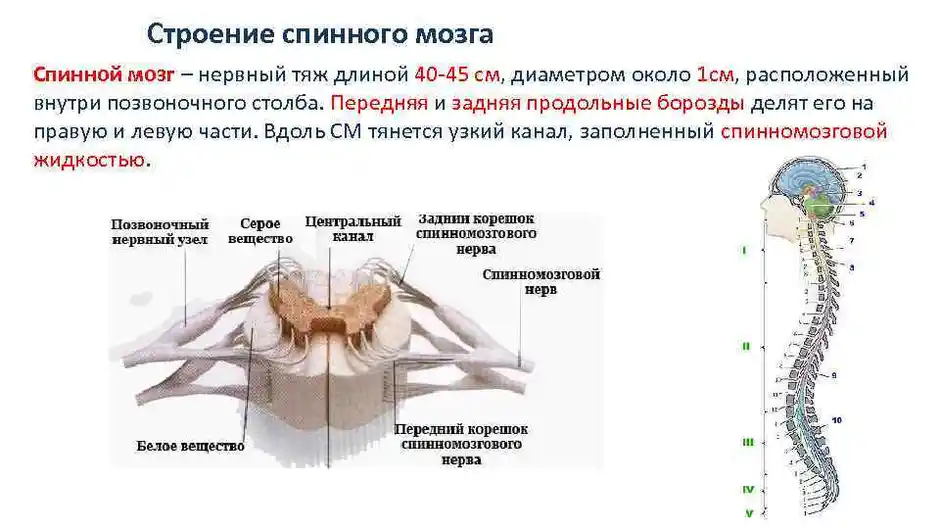 Рисунок спинного мозга с обозначениями