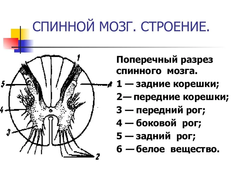 Презентация строение спинного мозга 8 класс биология