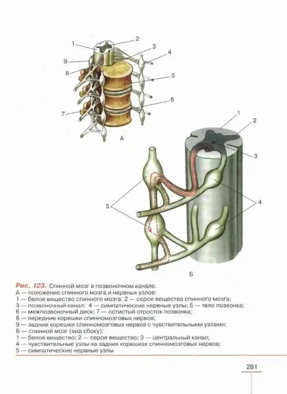 Рисунок биология 8 класс