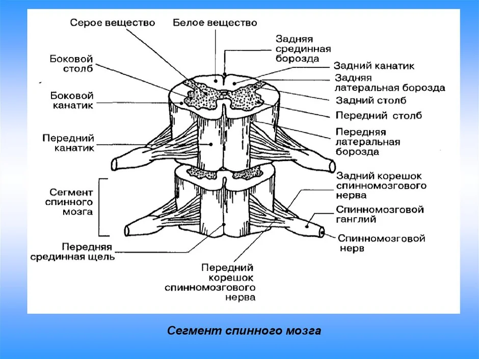 Презентация строение спинного мозга 8 класс презентация