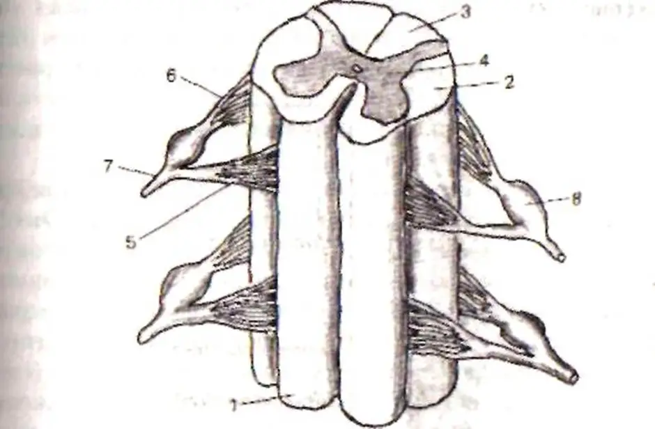 Строение спинного мозга 8 класс биология рисунок
