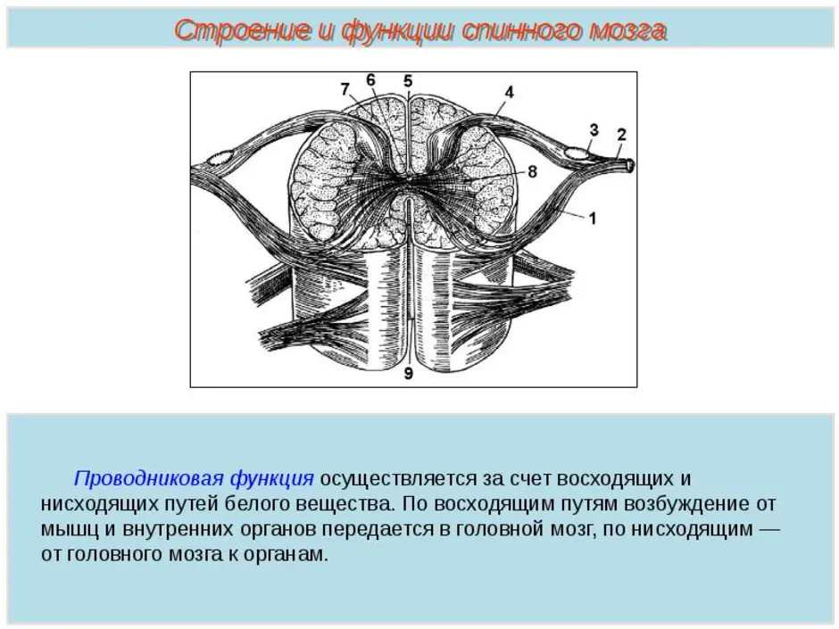 Биология 8 класс спинной мозг презентация 8 класс