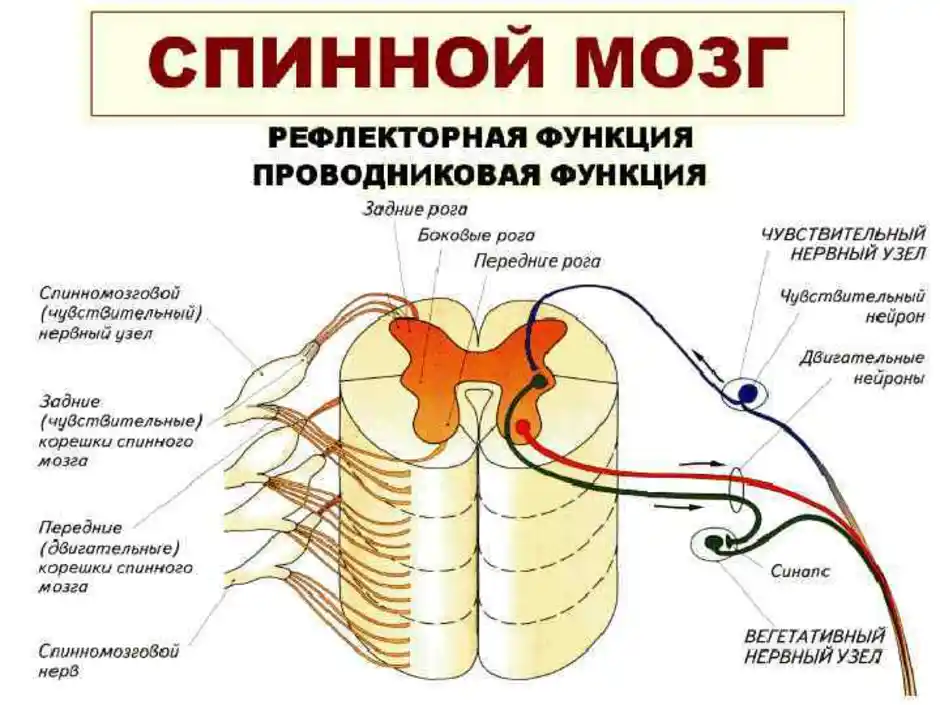 Отделы спинного мозга рисунок