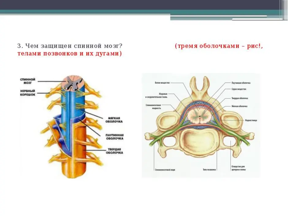 Из чего состоит спинной мозг