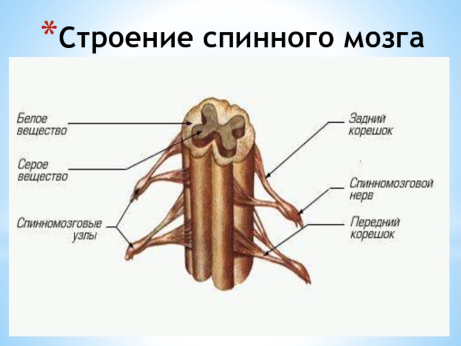 Спинной мозг биология. Спинной мозг строение рисунок биология 8 класс. Рисунок спинного мозга 8 класс биология. Строение спинного мозга 8 класс биология. Нервная система и спинной мозг 8 класс.