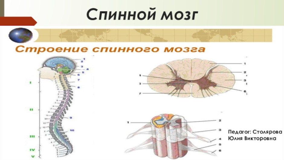 Строение спинного мозга 8 класс биология рисунок