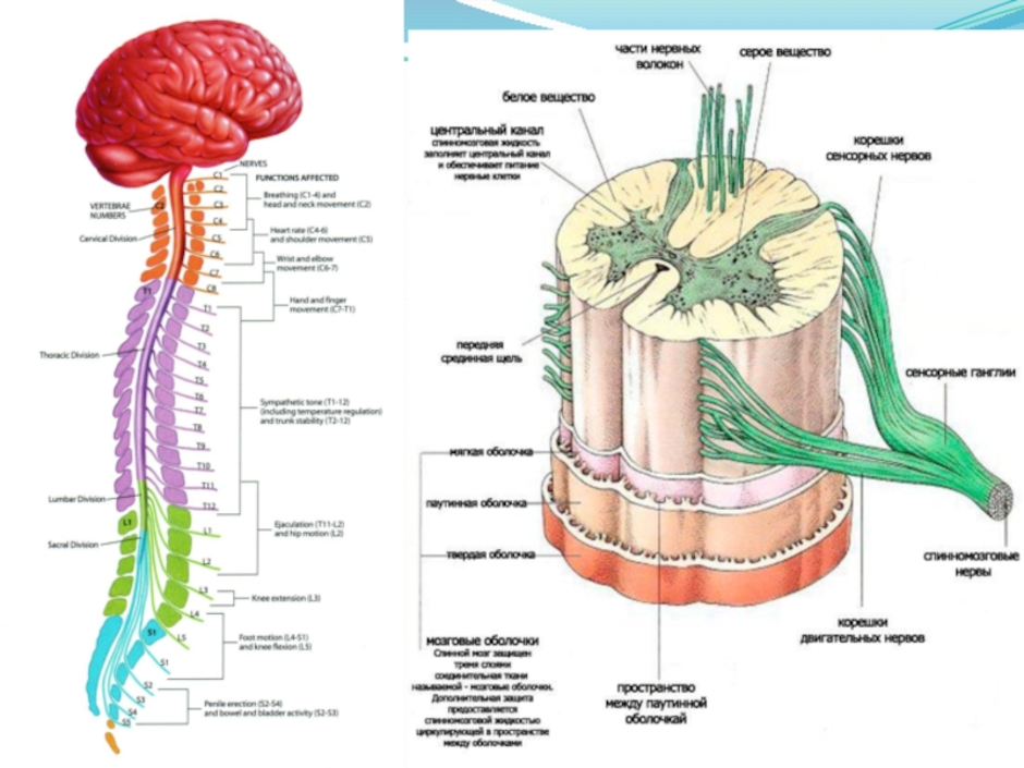 Центры спинного мозга. Схема строения головного и спинного мозга. Строение спинного мозга человека анатомия рисунок с подписями. Спинной мозг анатомия с подписями. Мозг спинной и головной человека анатомия.