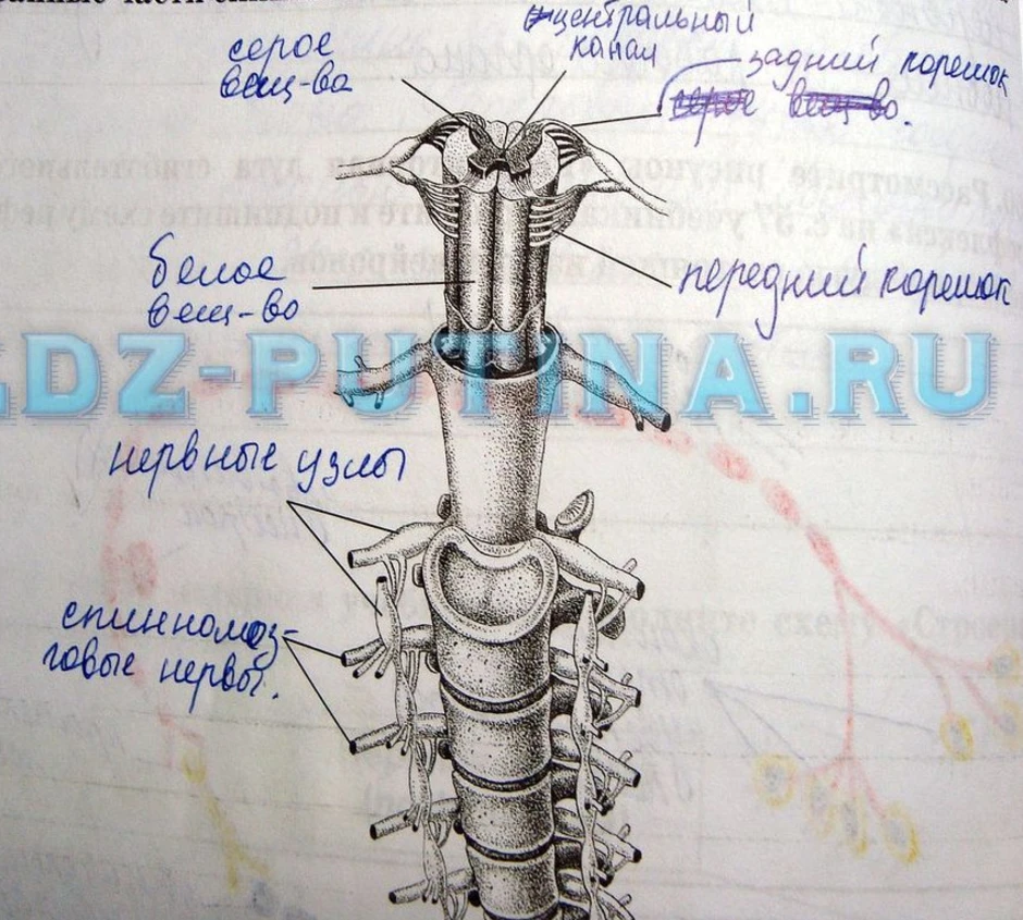 Спинной мозг 8 класс биология рисунок