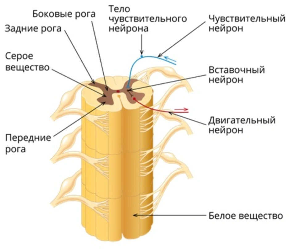 Строение спинного мозга 8 класс биология рисунок