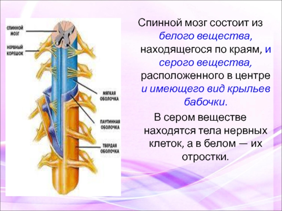 Биология 8 строение нервной системы спинной мозг
