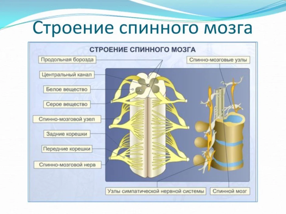 Спинной мозг 8 класс биология рисунок