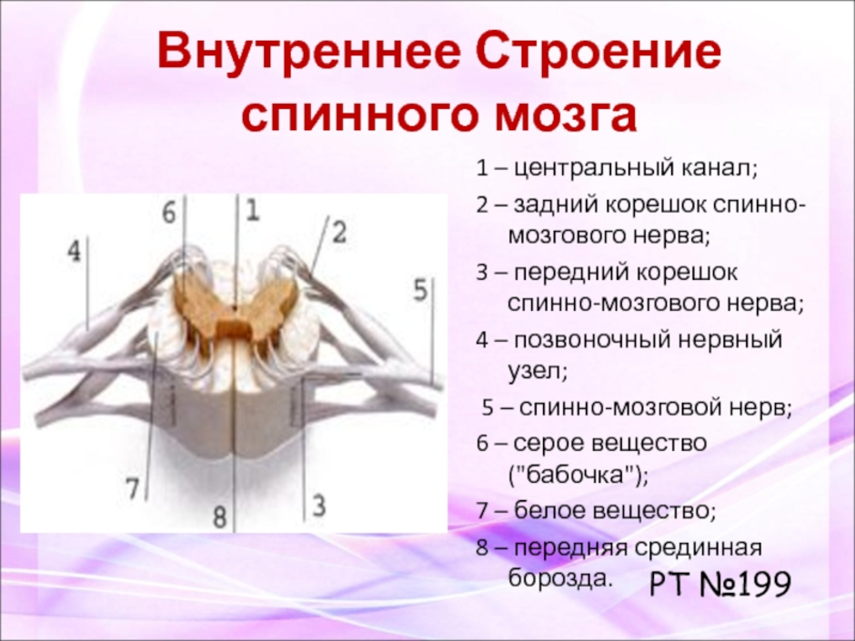 Спинной мозг презентация 8 класс биология