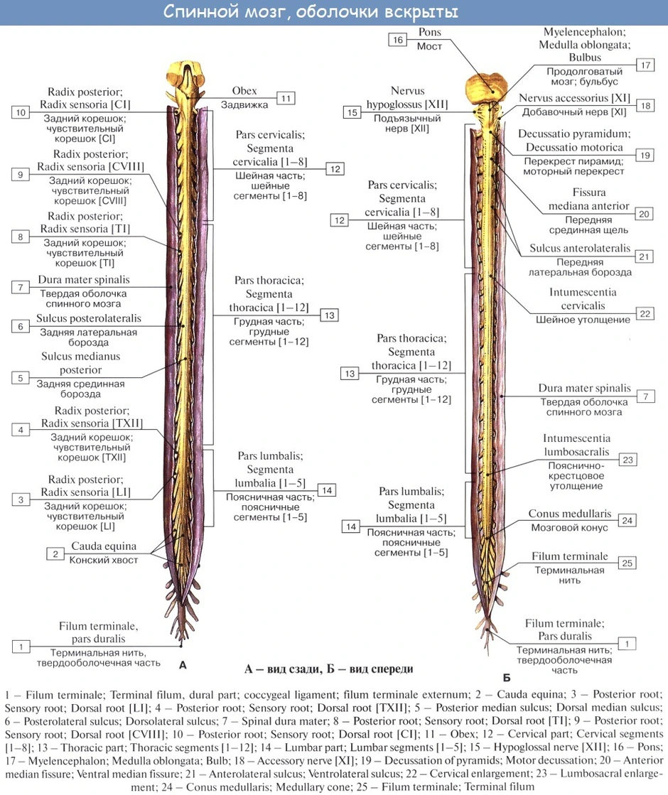 Спинной мозг рисунок схема