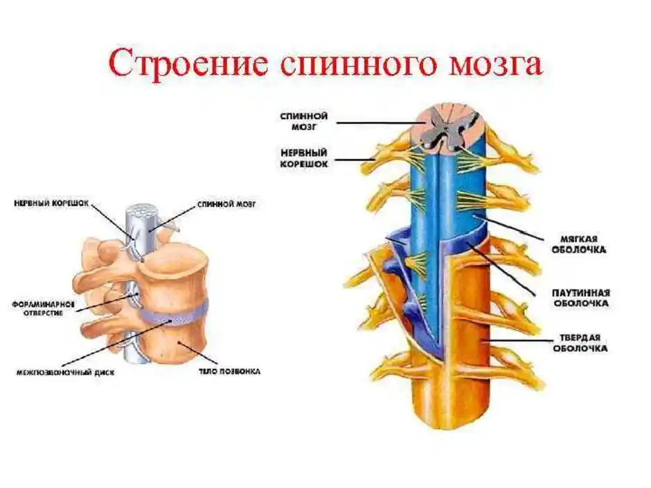 Биология 8 класс спинной мозг