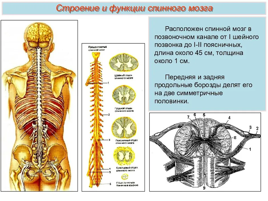 Биология 8 класс спинной мозг презентация 8 класс