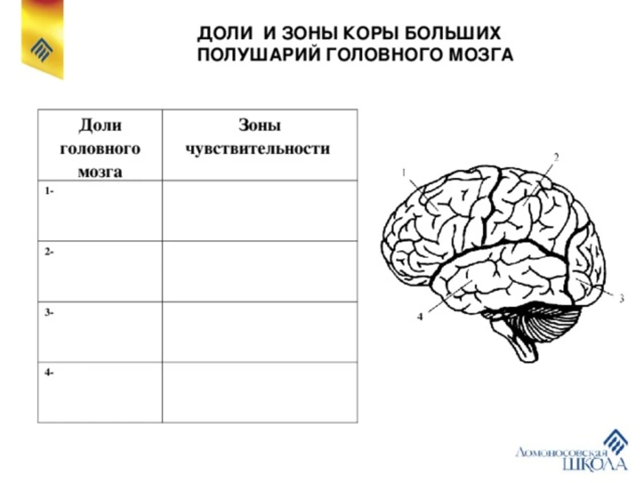 Тест по теме мозг 8 класс