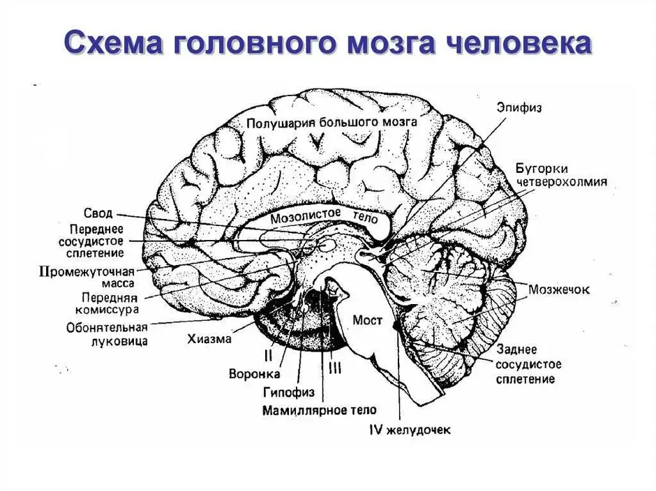 Строение головного мозга человека анатомия рисунок с подписями