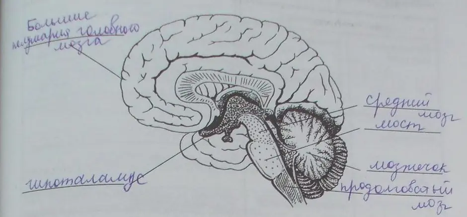 Подпишите на рисунке указанные отделы головного мозга