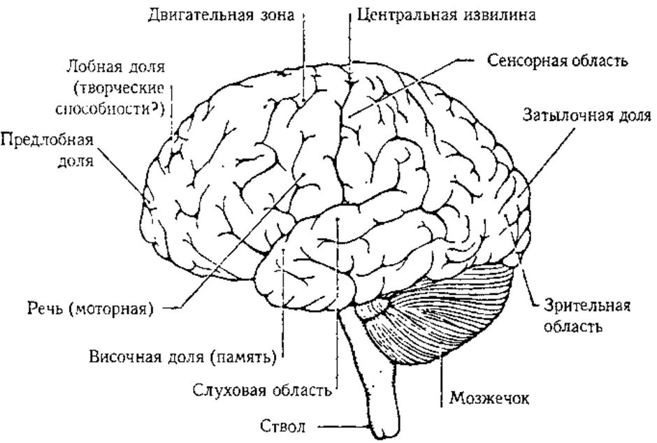 Картинка строение головного мозга человека