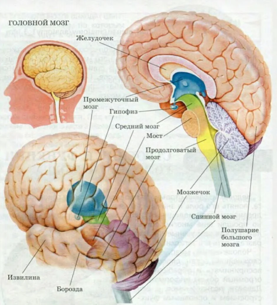 Схема основных отделов головного мозга. Отделы головного мозга анатомия. Отделы головного мозга схема анатомия. Структуры головного мозга биология 8 класс.