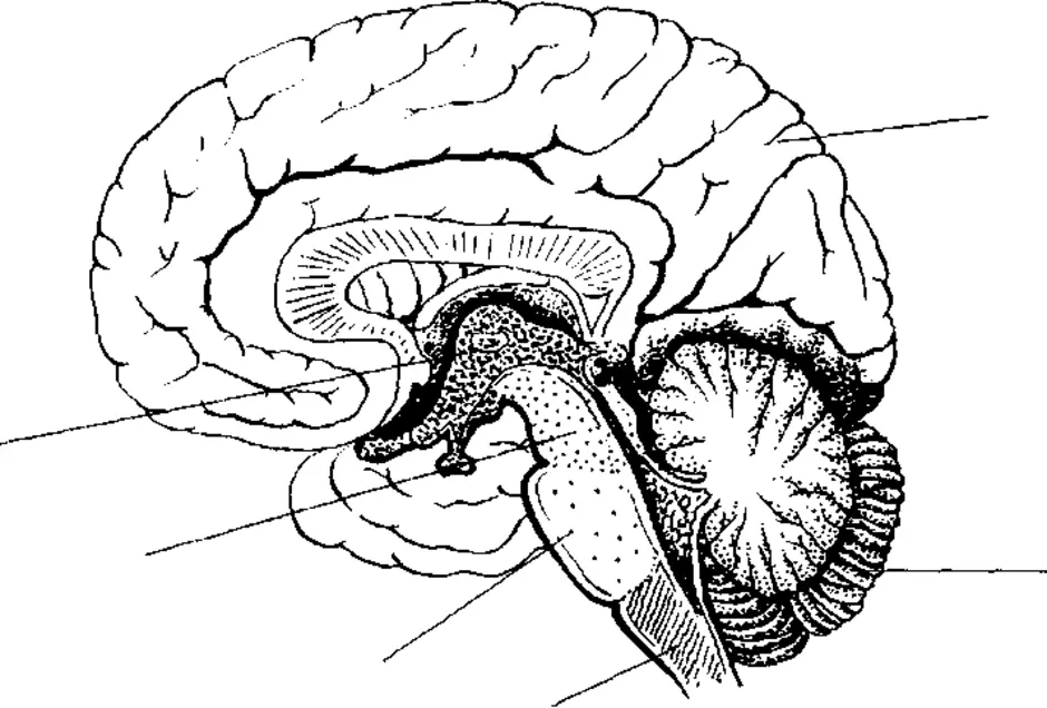 Мозг без подписей. Головной мозг строение 8 кл. Биология 8 Клагг головной мозг. Структуры головного мозга биология 8 класс. Отделы головного мозга ЕГЭ биология.