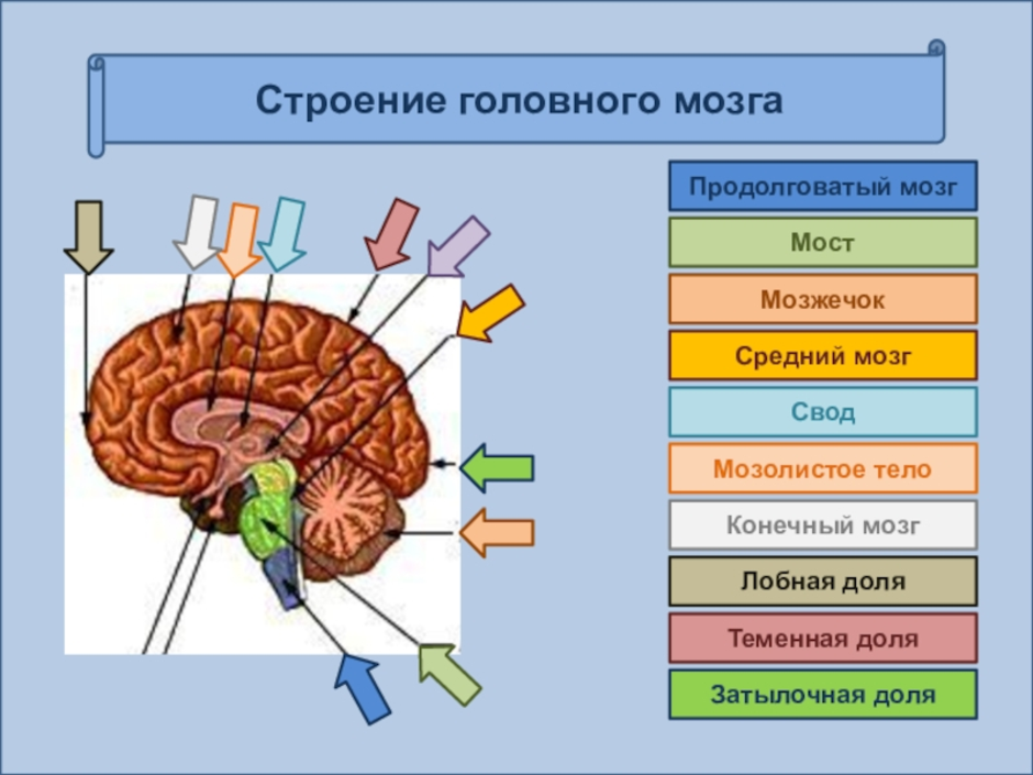 Биология мозга учебники. Структуры головного мозга биология 8 класс. Головной мозг биология 8 класс конспект. Строение головного мозга биология 8. Схема головного мозга человека биология 8 класс.