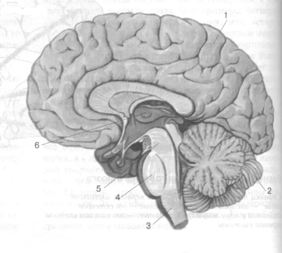 Brain 8 1. Биология отделы головного мозга. Строение головного мозга биология 8. Структуры головного мозга биология 8 класс. Отделы головного мозга рисунок 8 класс биология.