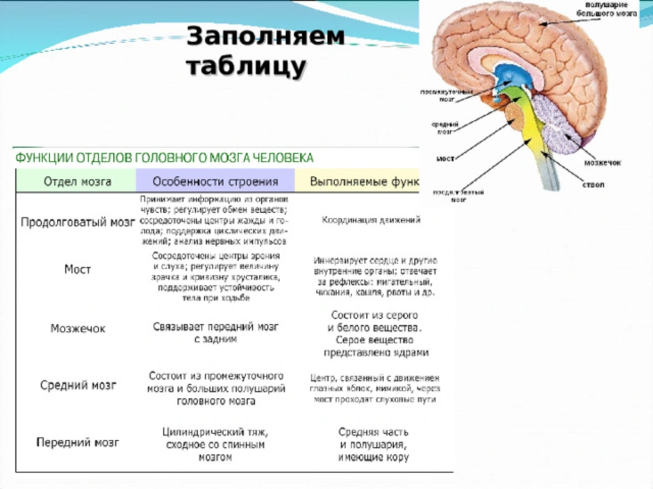 Функции среднего мозга 8 класс биология. Таблица функции головного мозга 8 класс биология. Головной мозг строение и функции 8 класс. Строение и функции головного мозга 8 класс биология. Функции моста головного мозга 8 класс биология.