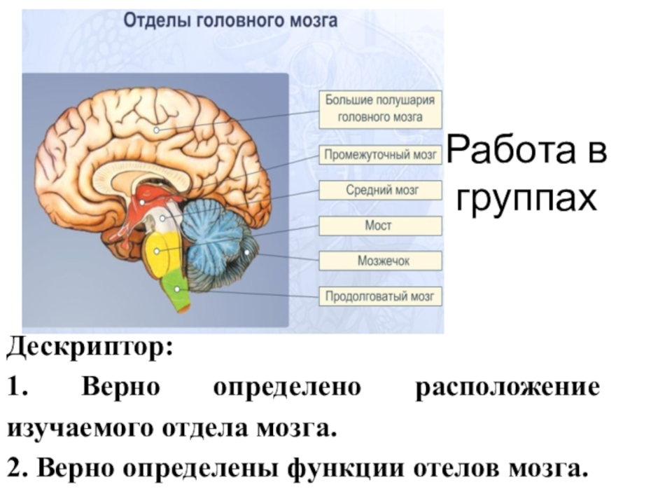 Мозгах 8. Строение головного мозга 8 класс. Головной мозг биология 8 класс. Строение головного мозга 8 класс биология. Задание по теме головной мозг.