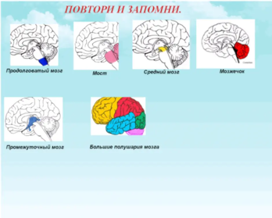 Повторить мозг. Головной мозг биология 8 класс конспект. Схема мозга 8 класс. Строение мозга биология 8. Строение головного мозга 8 класс.