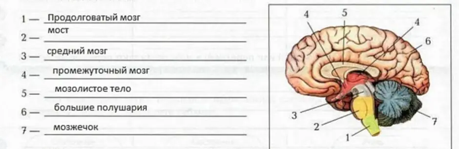 Биология мозга учебники. Биология отделы головного мозга. Отделы головного мозга 8 класс биология. Строение отделов головного мозга рисунок. Отделы головного мозга 8 класс биология схема.