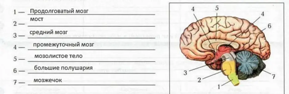 Выберите три верно обозначенные подписи к рисунку строение головного мозга запишите в таблицу цифры